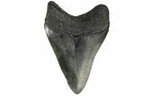 Fossil Megalodon Tooth - South Carolina #181130-1